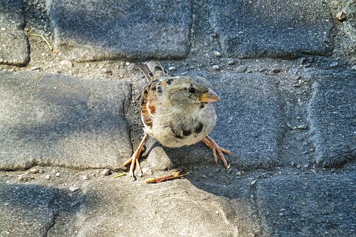 Free Sparrow Bird photo and picture