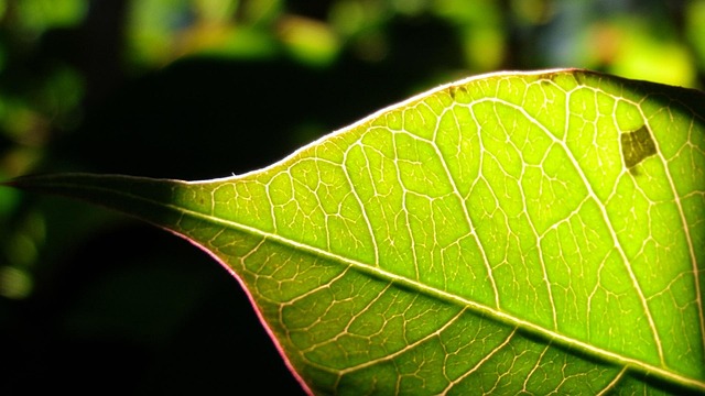 Free Green Leaf Sunshine photo and picture