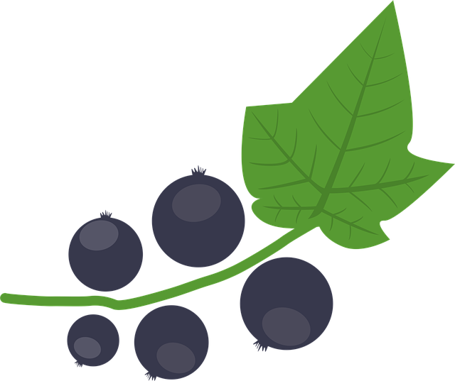 Free blackcurrant berry autumn vector