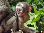 vervet, monkey, baby