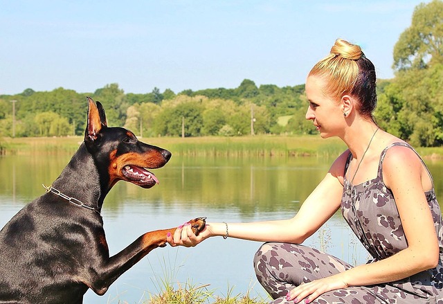 Doberman Pinscher