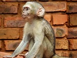 vervet, monkey, south africa
