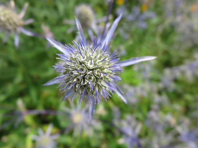 Eryngium, Blüte, Schöne Blumen, Blume