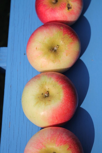 Free Fruit Apples photo and picture