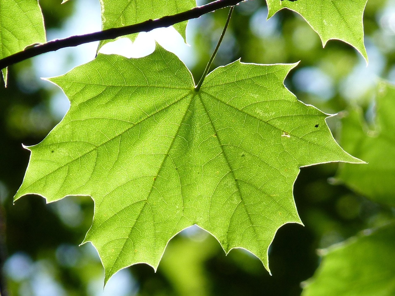 Plus De 40 000 Images De Feuille D Arbre Et De Arbre Pixabay