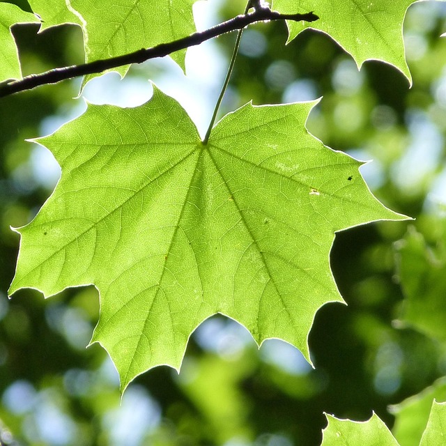 Vaahteranlehti Lehti Kevyt Ilmainen Valokuva Pixabayssa Pixabay Vaahteranlehti Lehti Kevyt Ilmainen Valokuva Pixabayssa Pixabay