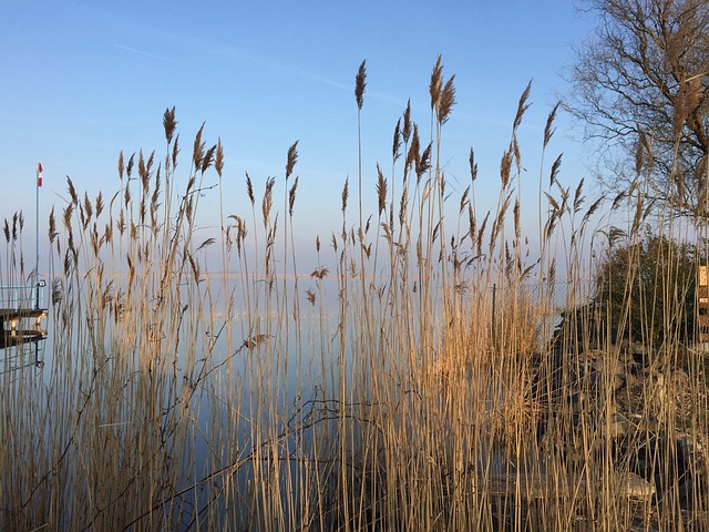 Free Lake Reed photo and picture
