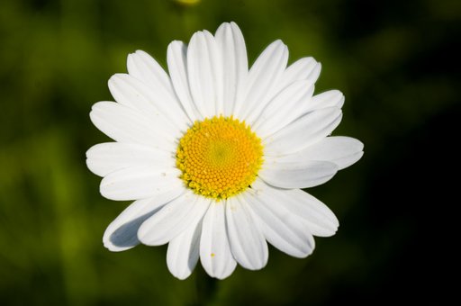 Margarida, Flor, Branco, Amarelo, Planta