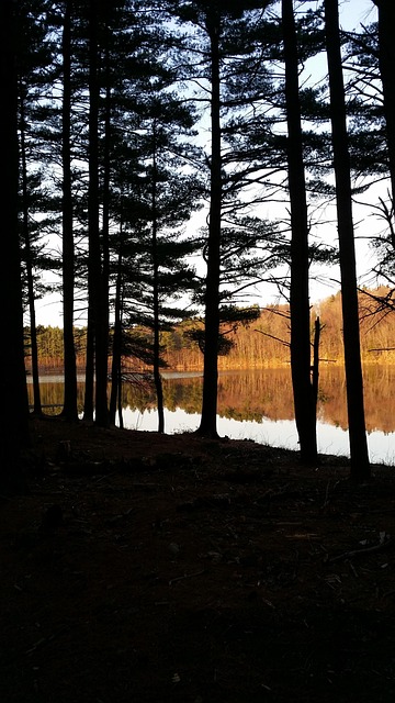 Free Backlit Spring photo and picture