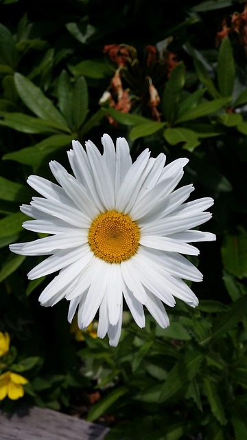 Free Daisy Flower photo and picture