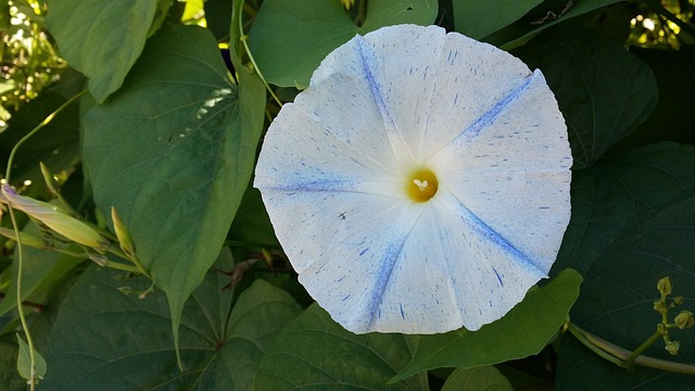 Free Morning Glory Flower photo and picture