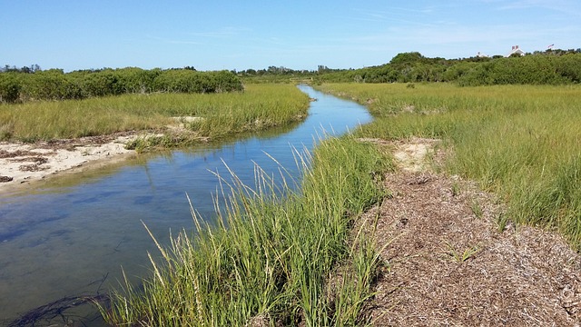 Free Salt Marsh Tidal photo and picture