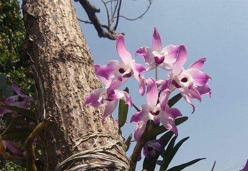Blumen, Orchideen, Garten, Brasilien