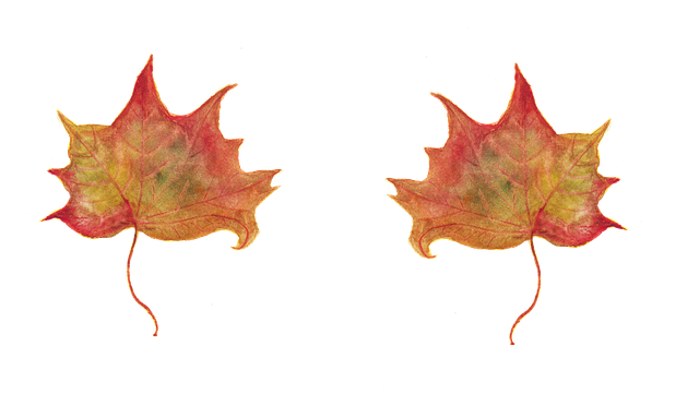 Free leaf maple leaves red leaf illustration