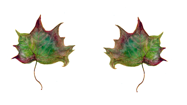 Free leaf maple leaves green leaf illustration