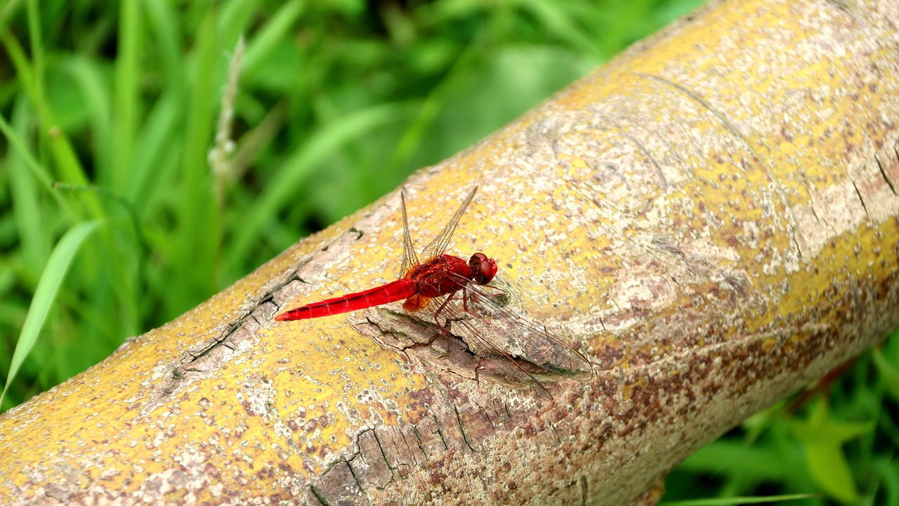 Insect Red Dragonfly - Free photo on Pixabay - Pixabay