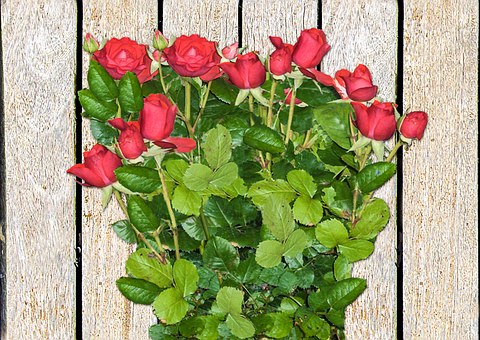 Free Roses Red illustration and picture