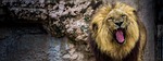 barcelona, zoo, leon