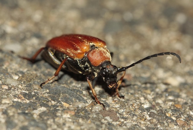 Bitel Insect Beetle Sensor Insect - Free photo on Pixabay - Pixabay
