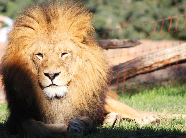 Free Lion Zoo photo and picture