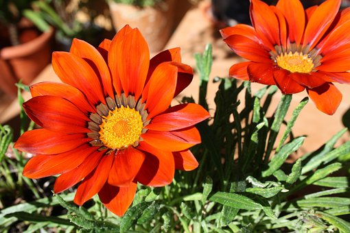 Gazanen, Flora, Plant, Tuin, Natuur