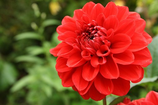 Bloem, Dahlia, Windows Behang