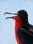frigate bird, frigate, galapagos