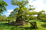 guillotin oak, old tree, old oak