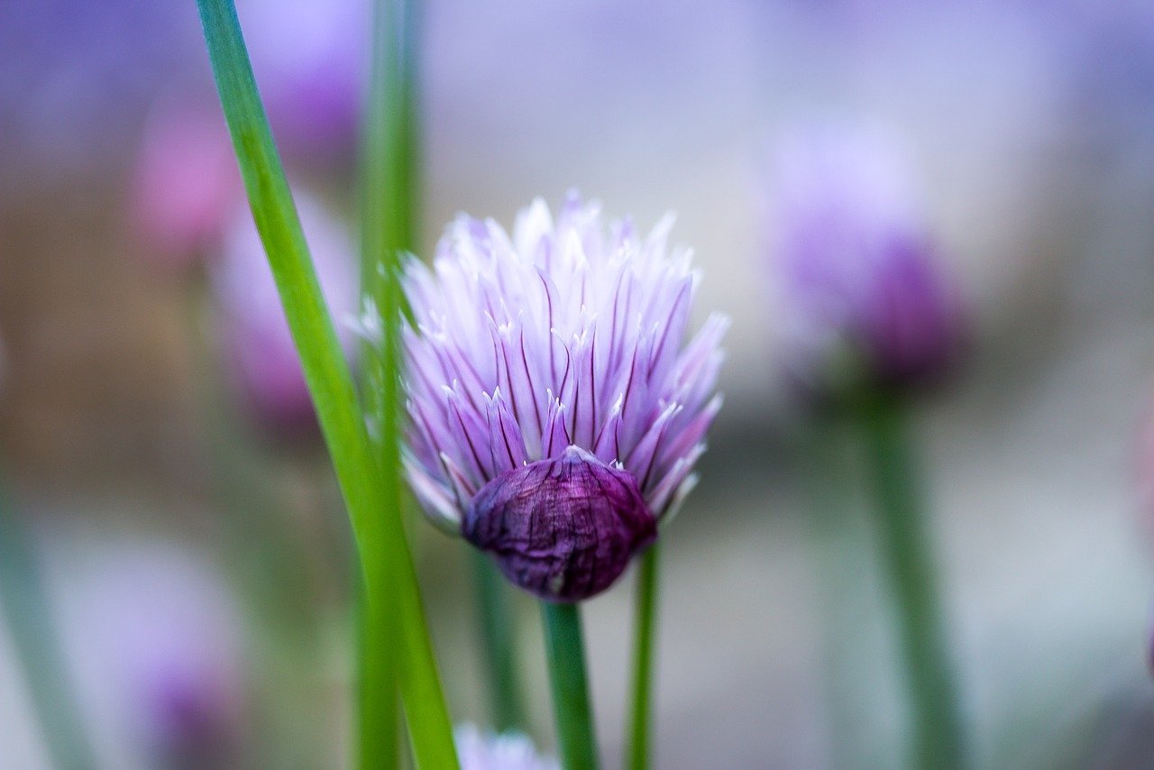 Chive Flower Bulbous Plant - Free photo on Pixabay - Pixabay