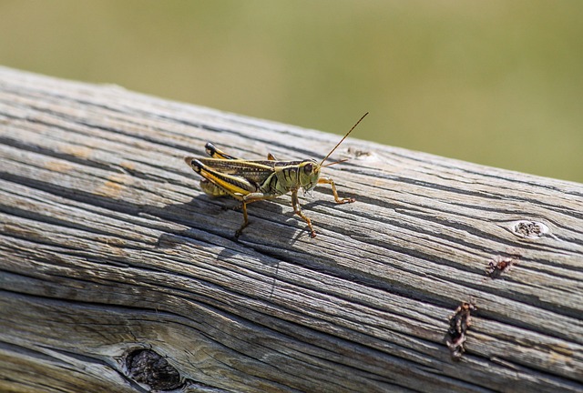Free Grasshopper Bug photo and picture