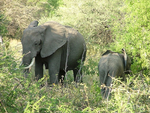 Free Serengeti Safari photo and picture