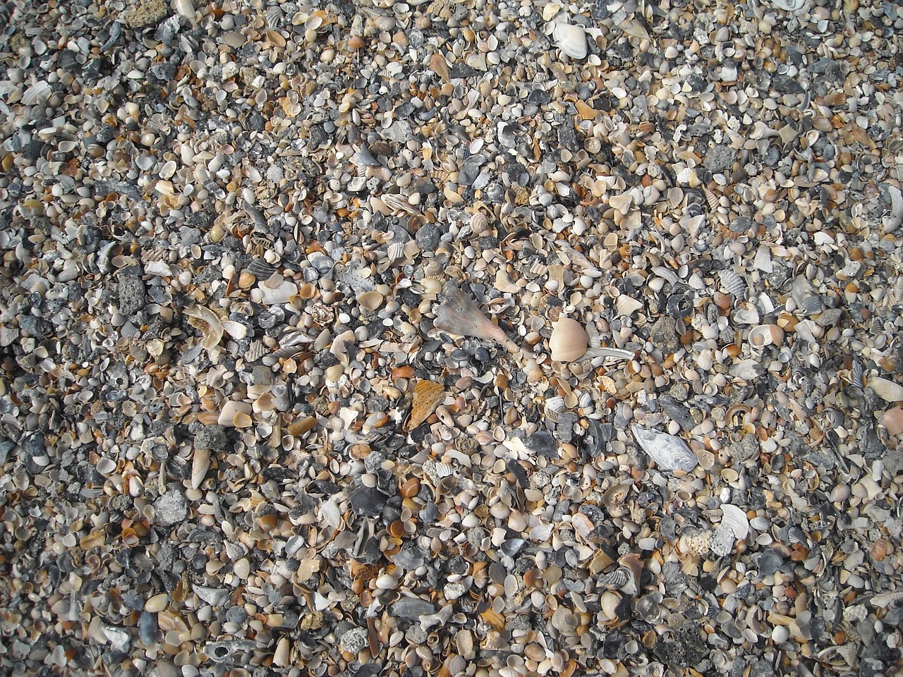 Seashells - free online jigsaw puzzle photo
