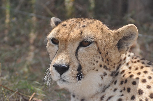 Free Cheetah Africa photo and picture