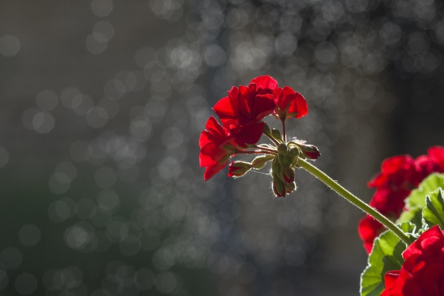 Flor, Fondo, Fondos Geniales
