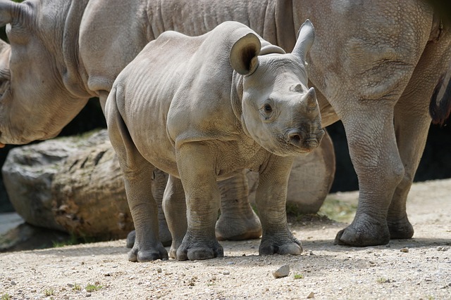 1.000+ kostenlose Nashorn und Natur-Bilder - Pixabay