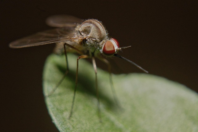 Free Mosquito Insect photo and picture