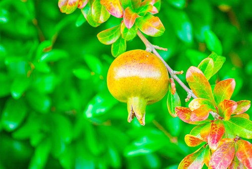 Free Granada Fruit photo and picture
