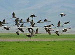 crane, homesickness, trip