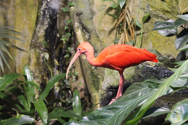 Vogel, Natuur, Dieren In Het Wild, Dier
