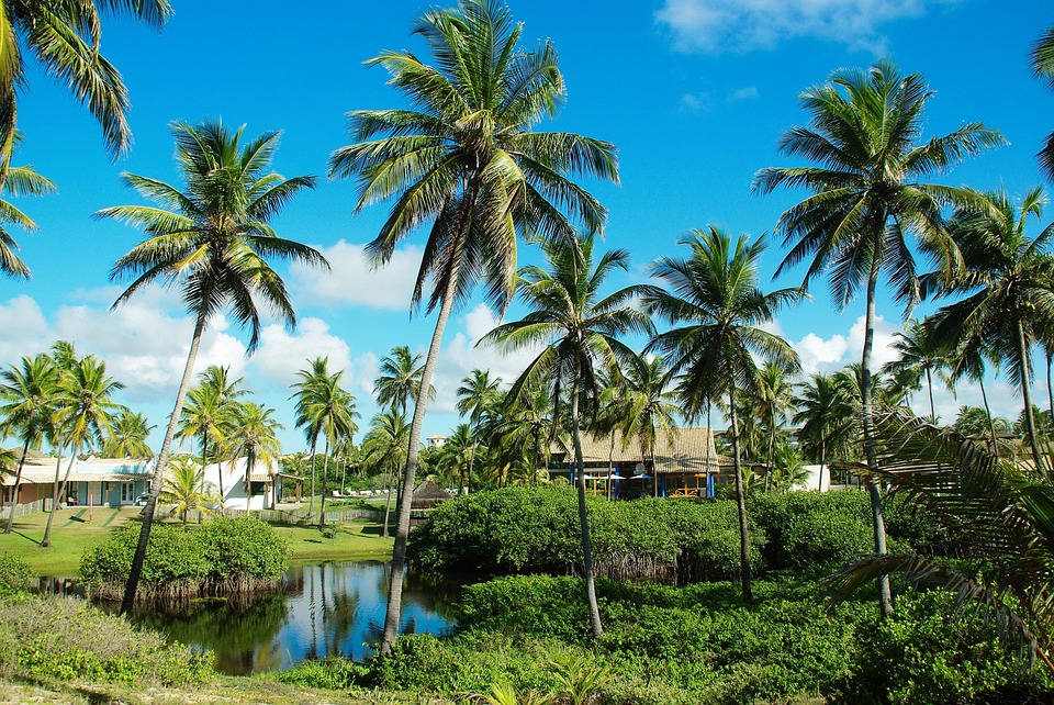 Brazylijskich, Beach, Palmy Kokosowe, Wakacje