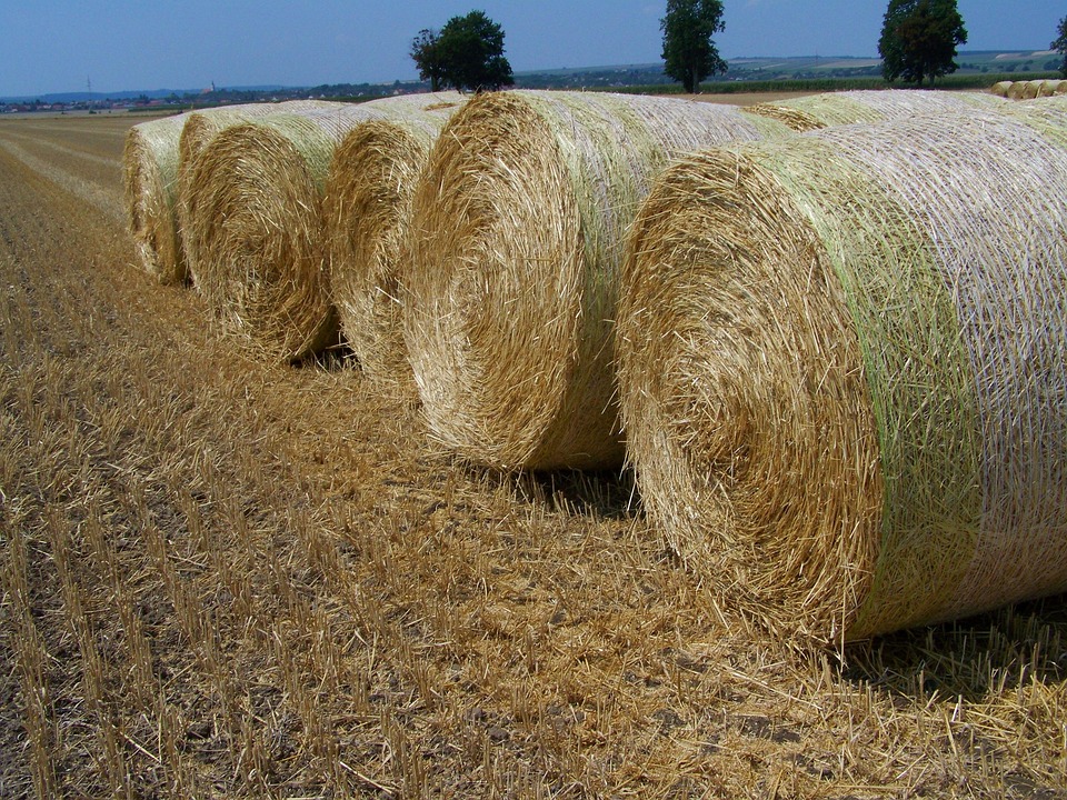 Straw Bales Harvested Wheat Field · Free photo on Pixabay