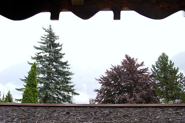 Free Fir Tree photo and picture