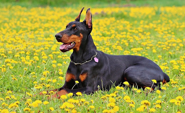 Dobermann Hond Natuur Gratis Foto Op Pixabay Dobermann Hond Natuur Gratis Foto Op Pixabay