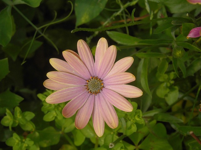 Free Osteospermum Flower photo and picture