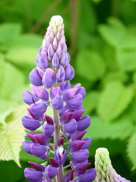 Free Lilac Flower Garden Spring photo and picture