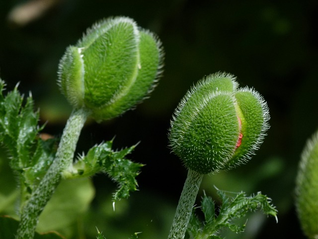 Free Poppies Pods photo and picture
