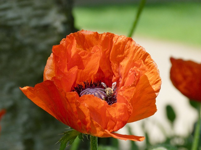 Free Bee On Poppy Bee photo and picture