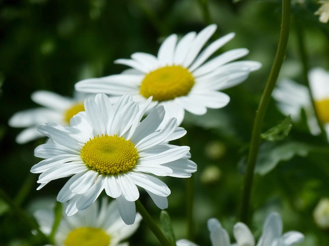 Free Daisy'S Petals photo and picture