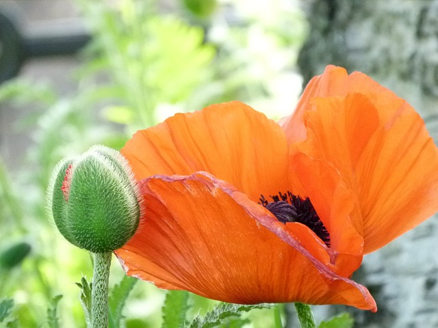 Free Poppy Bloom Poppy photo and picture