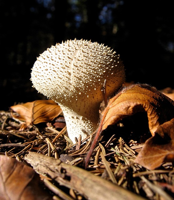 Free Mushroom Nature photo and picture